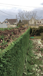 Photo de galerie - Taille Haie, en tout genre