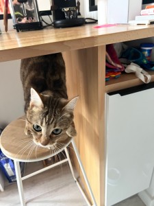 Photo de galerie - Garde chat