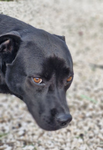 Photo de galerie - Garde chien