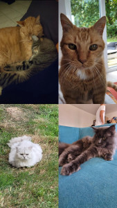 Photo de galerie - Les chats de ma famille dont je me suis toujours occupé et sont j'assure la garde dès que nécessaire : deux chats européens (16 ans et 5 ans), un persan (8 ans), et un maincoon (1 an). 