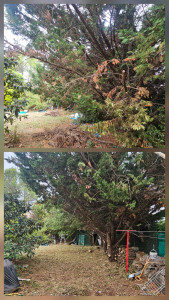 Photo de galerie - ? SERVICES DANS LE VAR (83) ?
 0784910067

Je propose mes services pour tous vos travaux de :

? Débroussaillage
? Élagage
? Abattage d’arbres
? Nettoyage de terrain et évacuation des déchets verts

Intervention pour petits et moyens chantiers,

