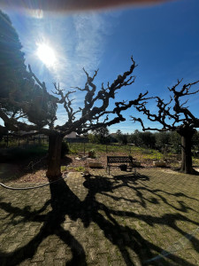 Photo de galerie - Taille de plusieurs mûrier platane 