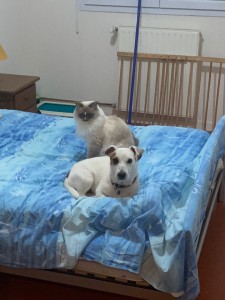 Photo de galerie - Comme vous pouvez le voir, Jo s’entend au très bien avec les chats, qui auront leur propre chambre pour ne pas être importunés. 