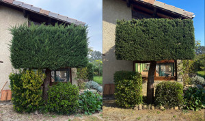 Photo de galerie - Taille Cyprès 