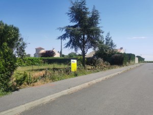 Photo de galerie - élagage d'un arbre et abbatage d'une haie de 18 mètres de long 