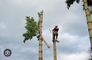 Photo de galerie - Elagage et coupe d'arbres
