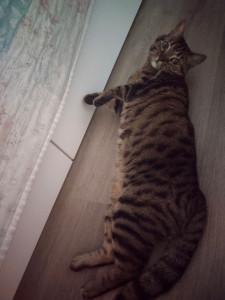 Photo de galerie - Garde de chat 