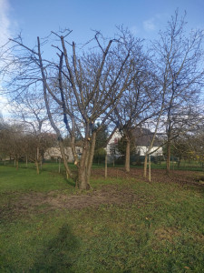 Photo de galerie - « Taille d’un cerisier avec suppression du bois mort et éclaircissement de la ramure afin d’améliorer la lumière et la santé de l’arbre. »
