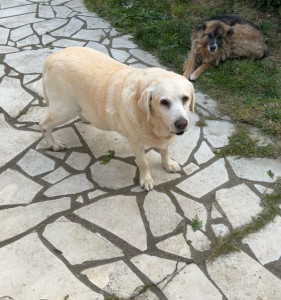 Photo de galerie - Garde de Balou et Roxane sur 10jours 