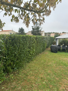 Photo de galerie - Taille de haies et d'arbustes