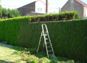 Photo de galerie - élagage du haie