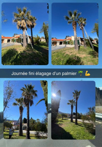 Photo de galerie - Elagage et coupe d'arbres