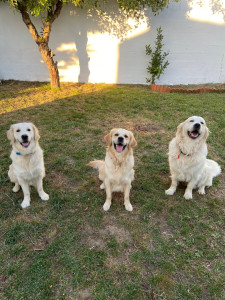 Photo de galerie - Garde chien