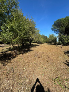 Photo de galerie - Terrain de ronces Après 