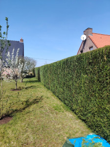 Photo de galerie - Taille de haie 
