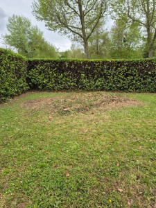 Photo de galerie - Les travaux d'abattage du bosquet épineux et du palmier sont terminés.