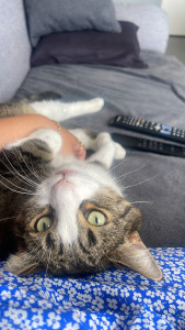 Photo de galerie - Garde de pitchu