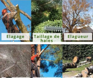 Photo de galerie - Bonjour, je vous propose mes services élagage abattage d’arbres, taille des haie