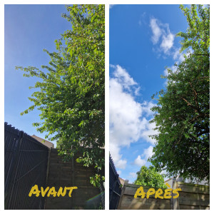 Photo de galerie - Elagage et coupe d'arbres