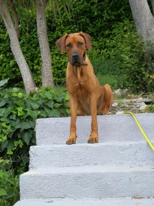 Photo de galerie - Gina 1an 1/²je suis un Rhodesian ,joueuse et pleine de vie ,j adore les calins ,j'attends un copain(e) pour venir jouer et courir avec moi dans mon jardin à bientot