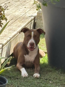 Photo de galerie - Chienne adorable j’adore 