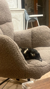 Photo de galerie - Grade de chat 