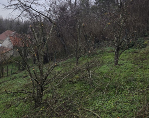 Photo de galerie - Taille de pruniers 