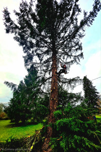 Photo de galerie - Elagage et coupe d'arbres