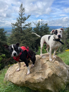 Photo de galerie - Garde chien