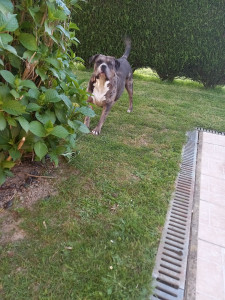 Photo de galerie - Garde chien