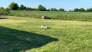 Photo de galerie - Tonte pelouse