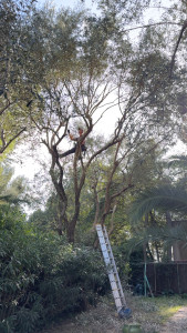 Photo de galerie - Taille d’Olivier 