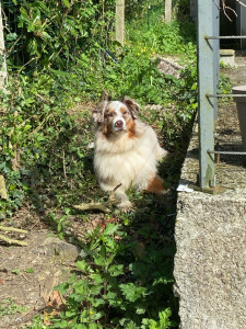 Photo de galerie - Garde chien