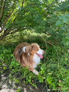 Photo de galerie - Garde de deux jours et une nuit d’un chien 