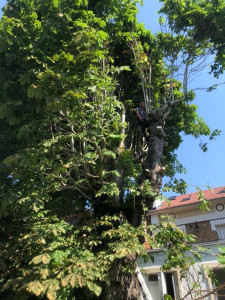 Photo de galerie - Abattage d’arbre dangereux 