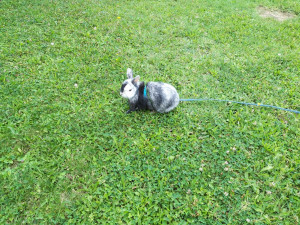 Photo de galerie - Je peux m'occuper d'animaux de ttes sortes. 