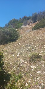 Photo de galerie - Tonte de pelouse - Débroussaillage