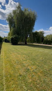 Photo de galerie - Tonte nettoyage 