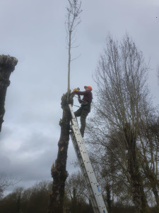 Photo de galerie - Elagage et coupe d'arbres
