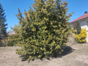 Photo de galerie - Paysagiste - Aménagement du jardin