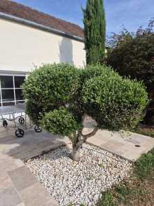 Photo de galerie - Taille d'arbre