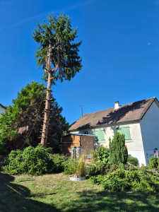 Photo de galerie - Abattage d'arbres 