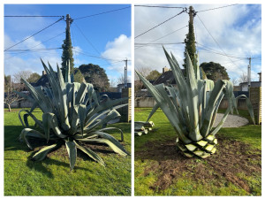 Photo de galerie - Nettoyage et taille d’une agave