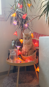 Photo de galerie - Caramel : je suis un chat timide mais une fois en confiance, je suis très sociable et j'adore les câlins et les jeux. 