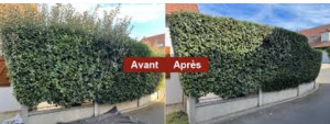 Photo de galerie - Taille d une haie avant après 