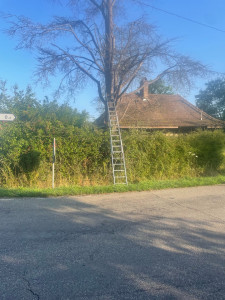 Photo de galerie - Elagage et coupe d'arbres