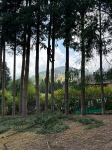 Photo de galerie - Elagage et coupe d'arbres