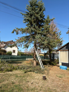 Photo de galerie - Elagage et coupe d'arbres