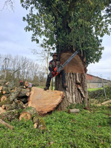 Photo de galerie - Elagage et coupe d'arbres
