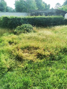 Photo réalisation - Tonte de pelouse - Débroussaillage - Aurélien B. - Sainte-Consorce : Debroussaillage jardin 